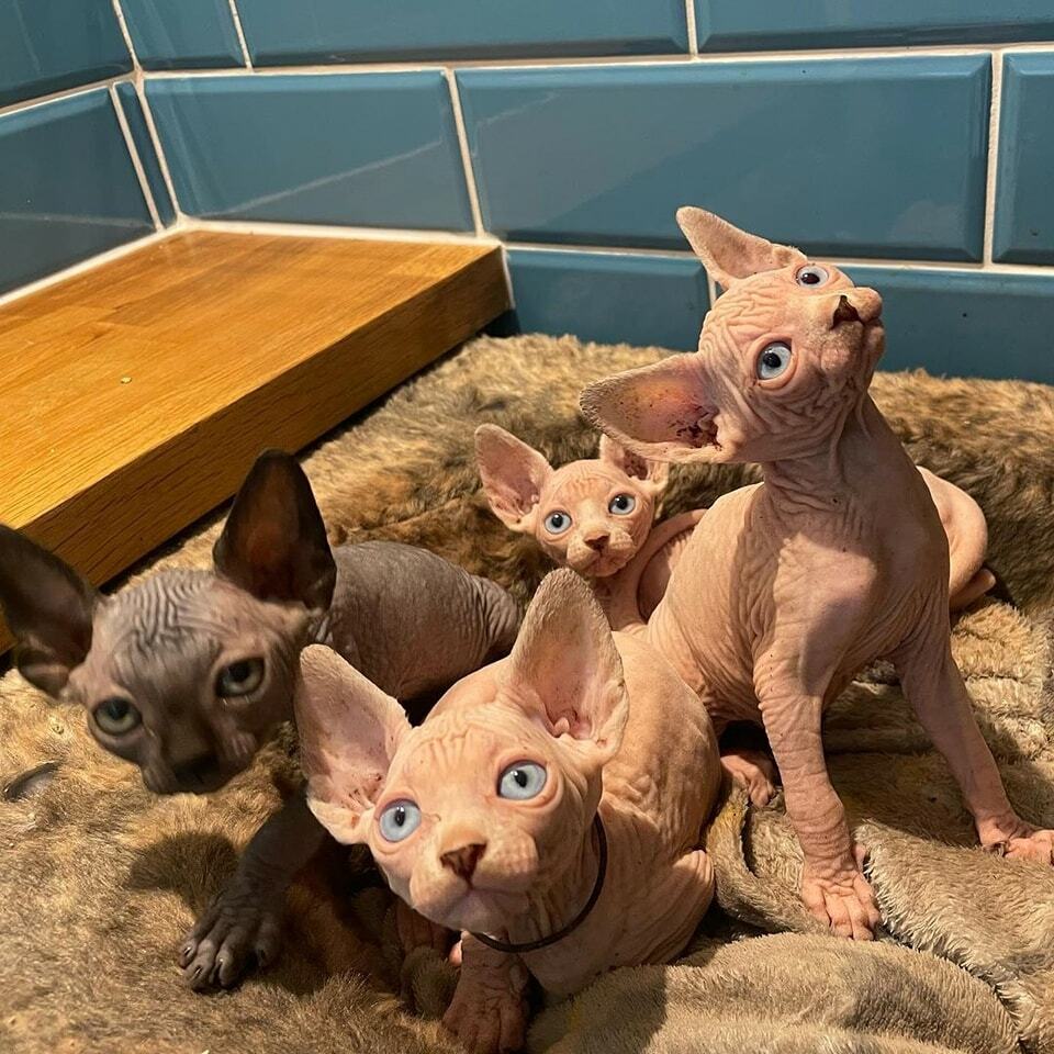 Sphynx Cattery 