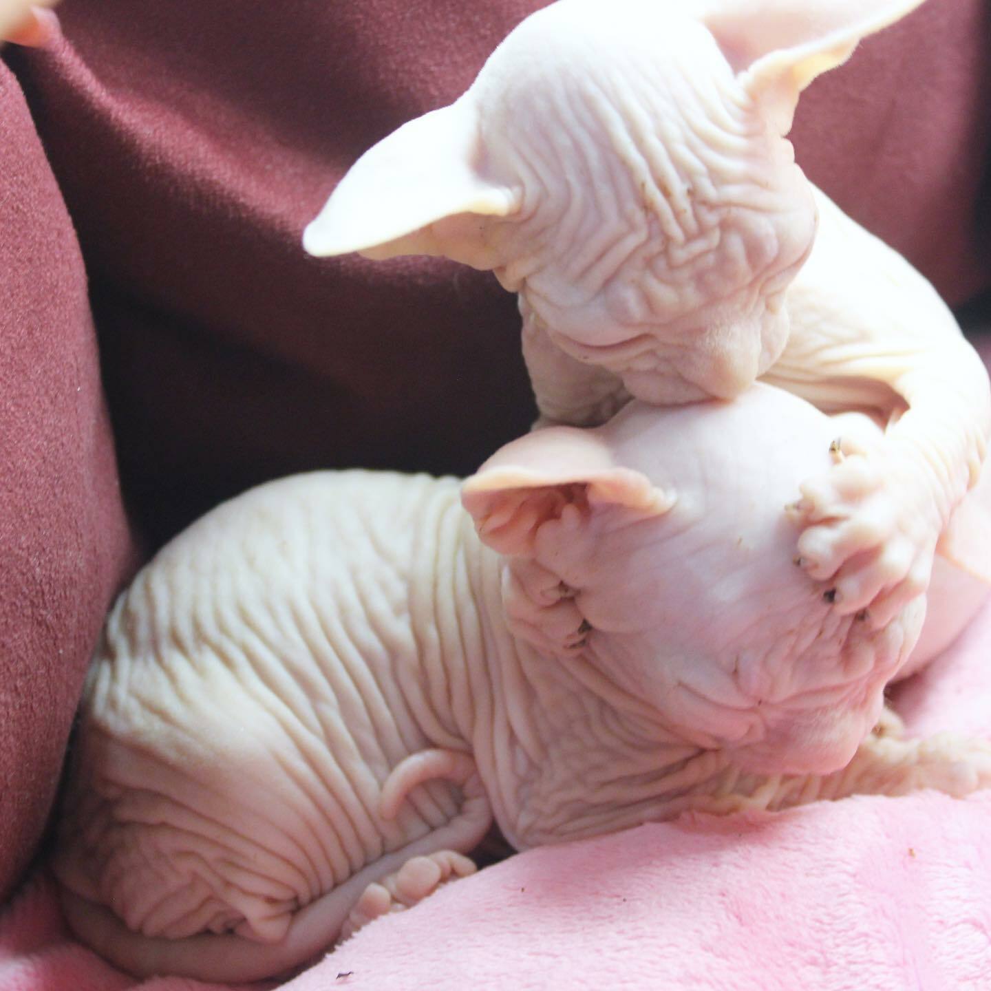 sphynx kittens for sale hairless kittens for sale sphynx cats for sale near me sphynx kitten for adoption buy sphynx kitten USA sphynx cat breeders sphynx cats for sale USA affordable sphynx kittens