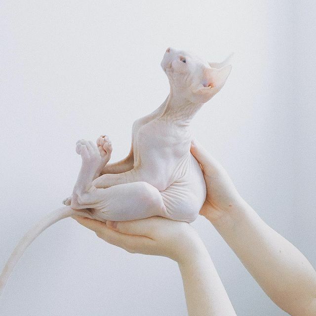 Sphynx kittens for sale NC, Hairless cats Charlotte, Sphynx breeders North Carolina