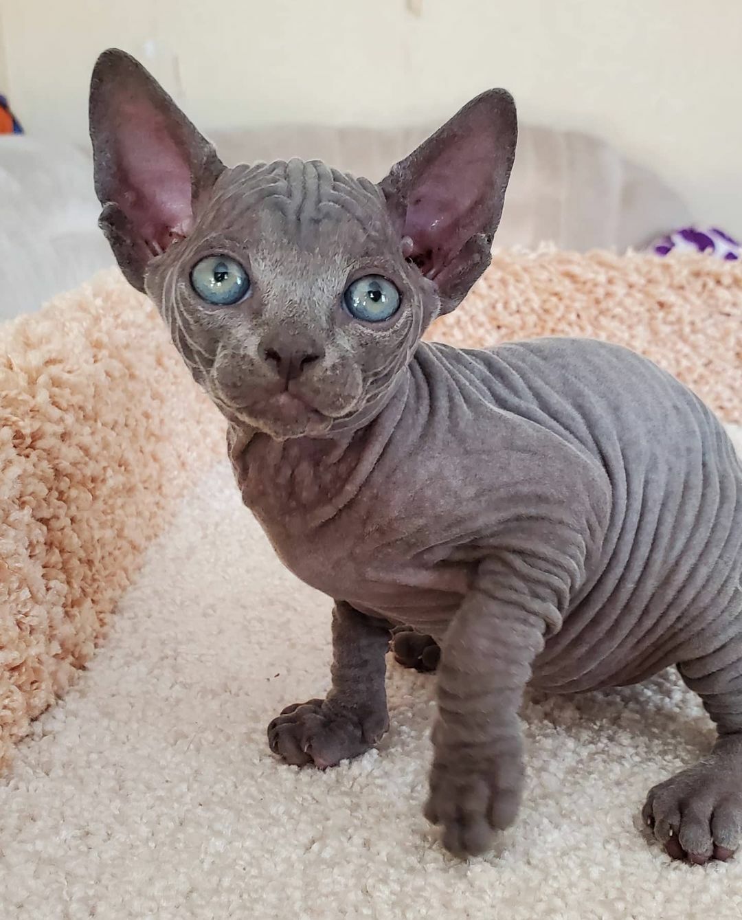 sphynx cats for sale in Kentucky