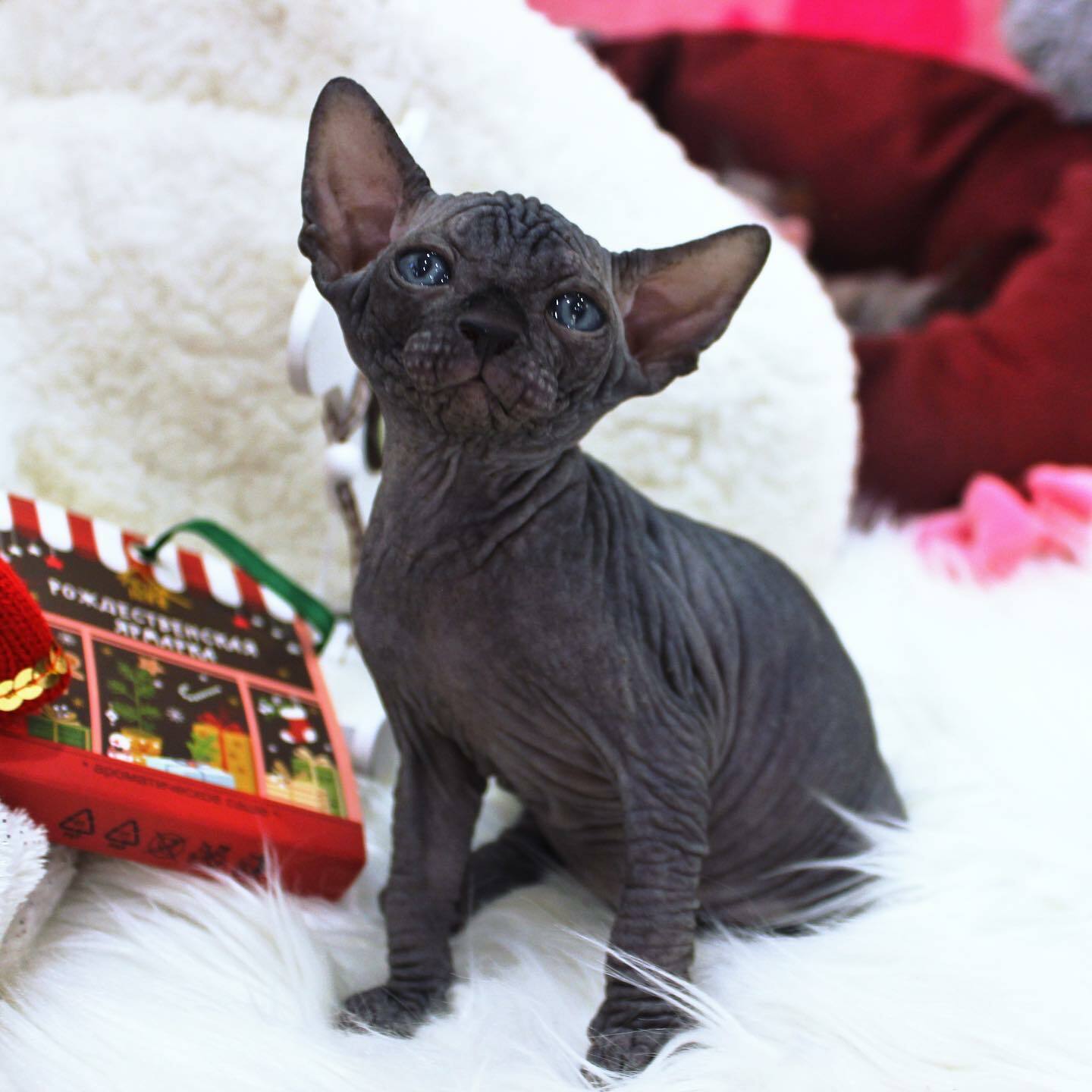 smooth sphynx Iowa, sphynx cats for sale Kansas, sphynx kittens Kentucky, sphynx cats Louisiana, sphynx kittens in Maine, $500 sphynx kittens Maryland, sphynx kittens in Massachusetts, sphynx cats for sale Michigan, sphynx hairless cats Minnesota, 