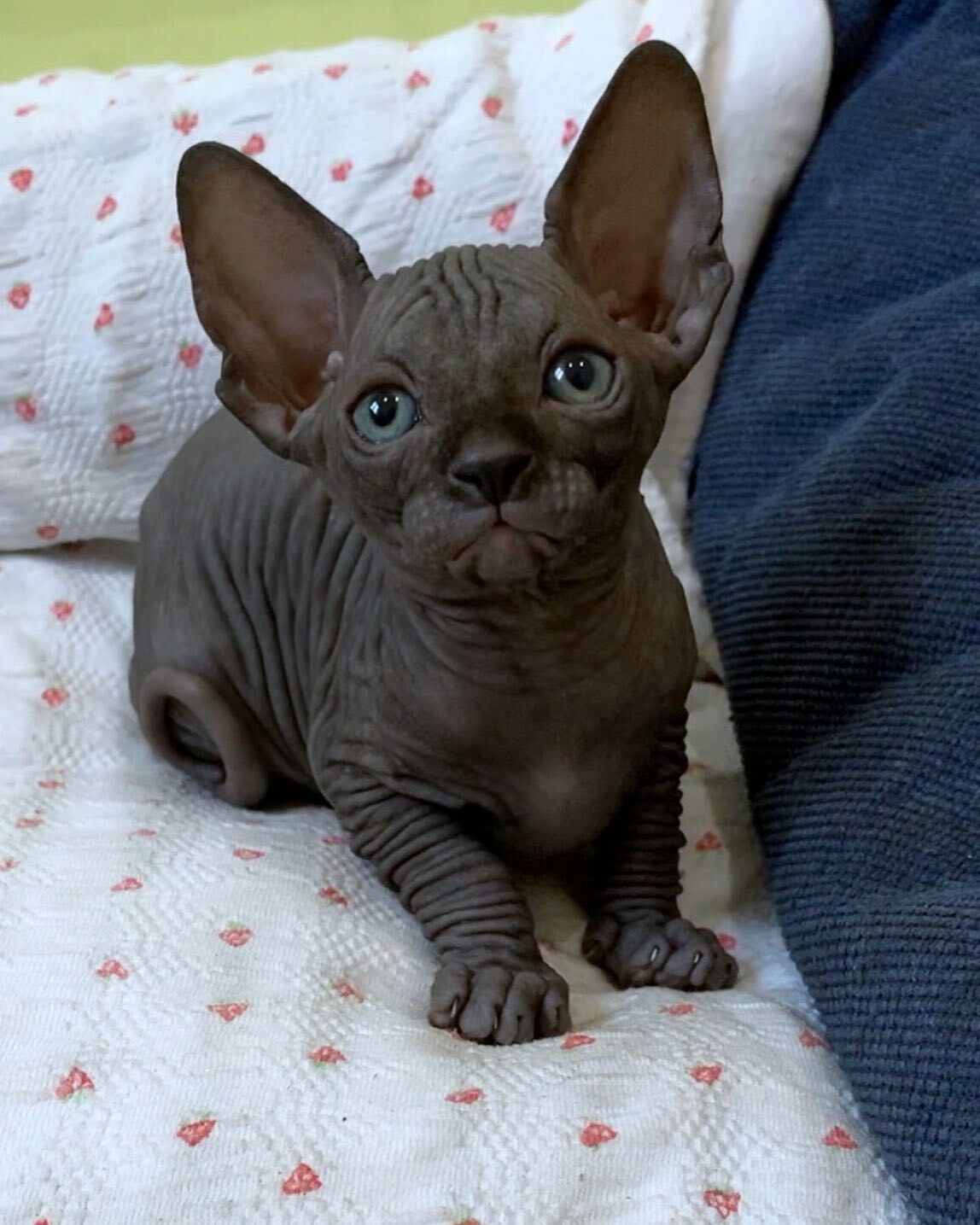 cats sphynx for sale in usa