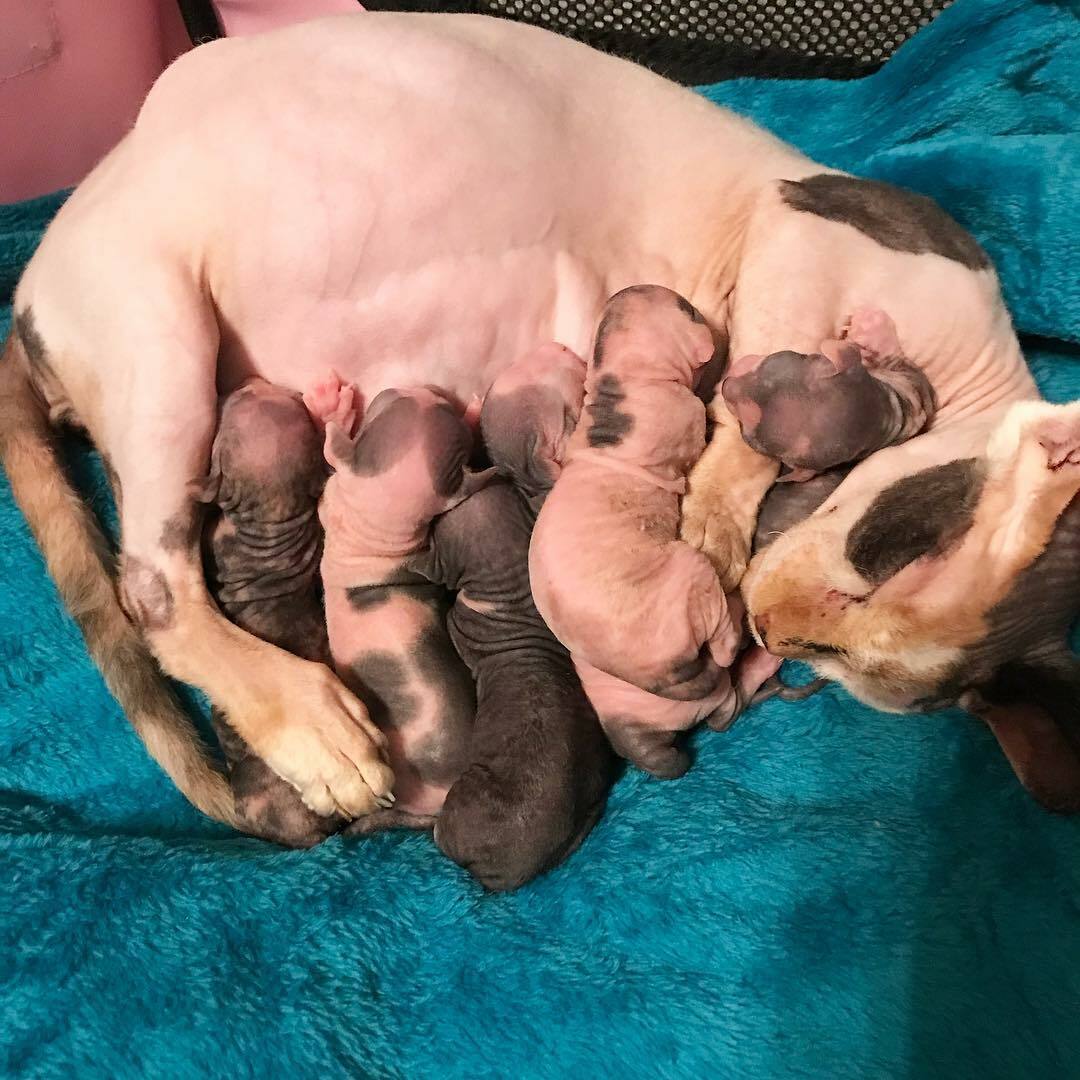 Sphynx Kittens in California