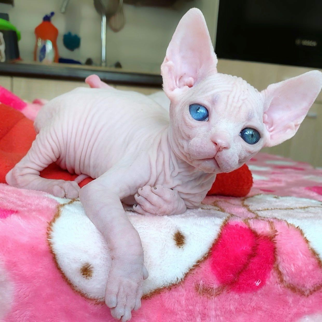 cat breed sphynx canadian