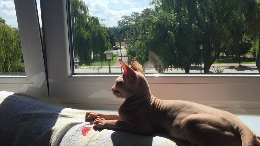 Sphynx kittens for sale Canada
