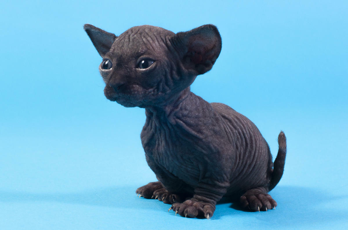 Sphynx cats for sale in California