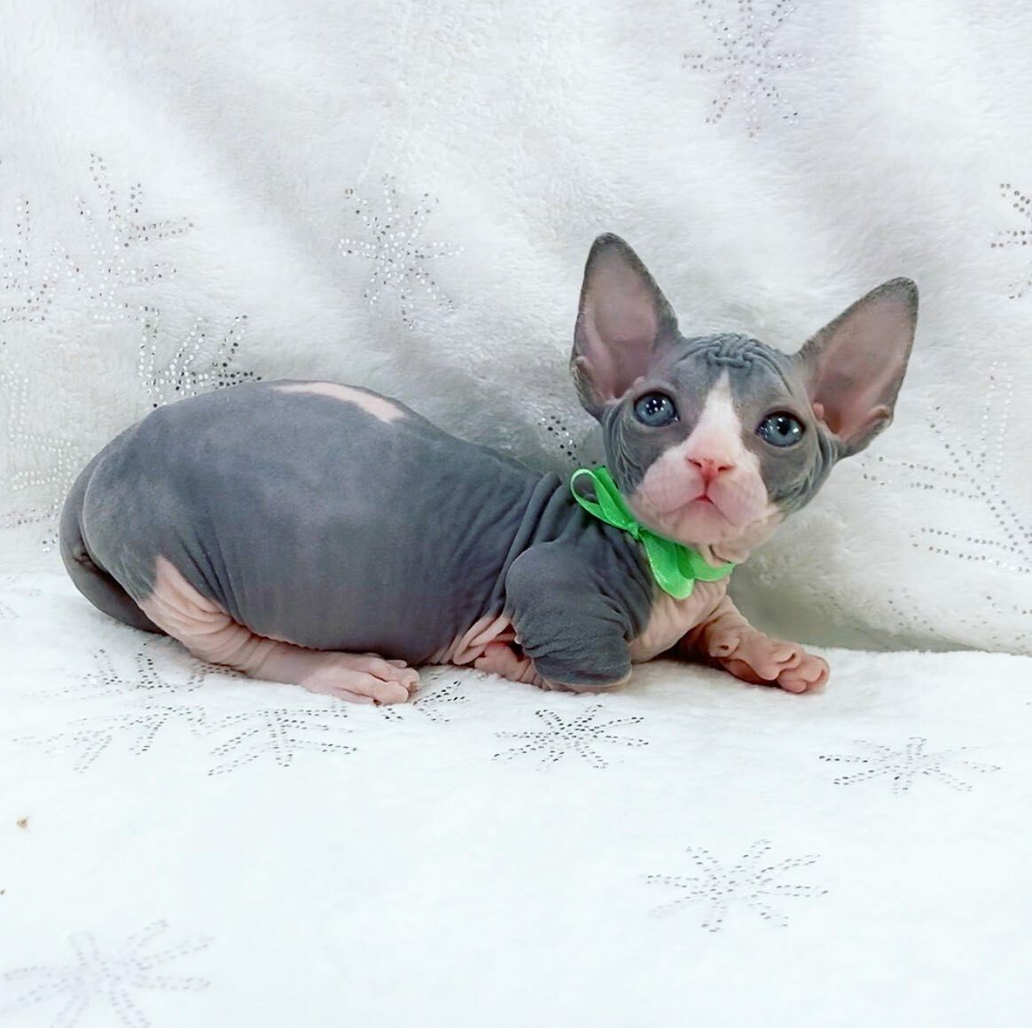 TICA registered Sphynx kittens