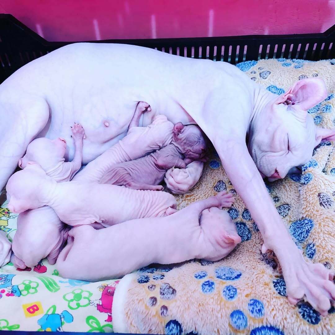 sphynx for sale in Alabama, hairless sphynx Alaska, sphynx smooth cats Arizona, sphynx for sale Arkansas, sphynx cats in California, Sphynx kittens available in Colorado, bald cats for sale Connecticut, bald cats for sale Delaware, sphynx cats in Florida, sphynx cat breeders Georgia, sphynx for sale Hawaii, sphynx healthy cats Idaho, sphynx kittens on sale Illinois, sphynx breeders in Indiana, smooth sphynx Iowa, sphynx cats for sale Kansas, sphynx kittens Kentucky, sphynx cats Louisiana, sphynx kittens in Maine, $500 sphynx kittens Maryland, sphynx kittens in Massachusetts, sphynx cats for sale Michigan, sphynx hairless cats Minnesota, hairless cats for sale Mississippi, hairless kittens for sale Missouri,
