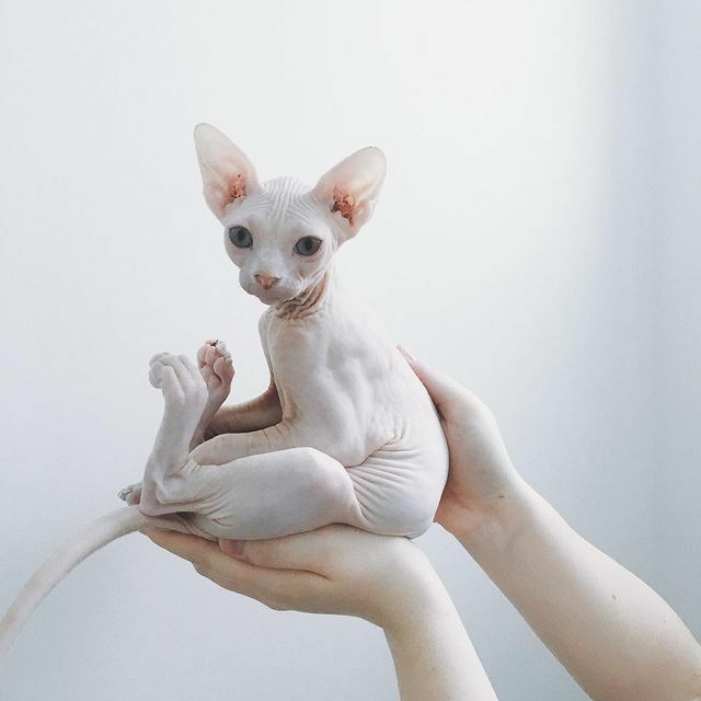 sphynx kittens for adoption West Virginia, sphynx kittens sale Wisconsin     sphynx for sale in Alabama, hairless sphynx Alaska, sphynx smooth cats Arizona, sphynx for sale Arkansas, sphynx cats in 
