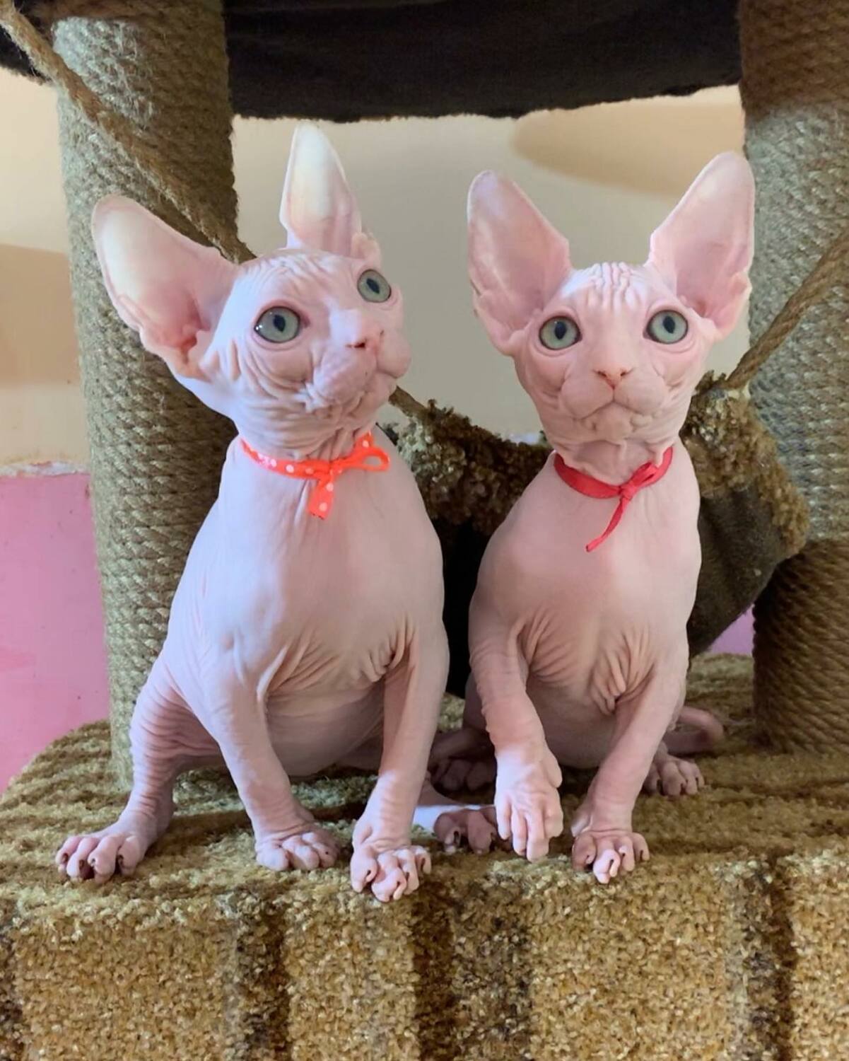 buy hairless cats hairless