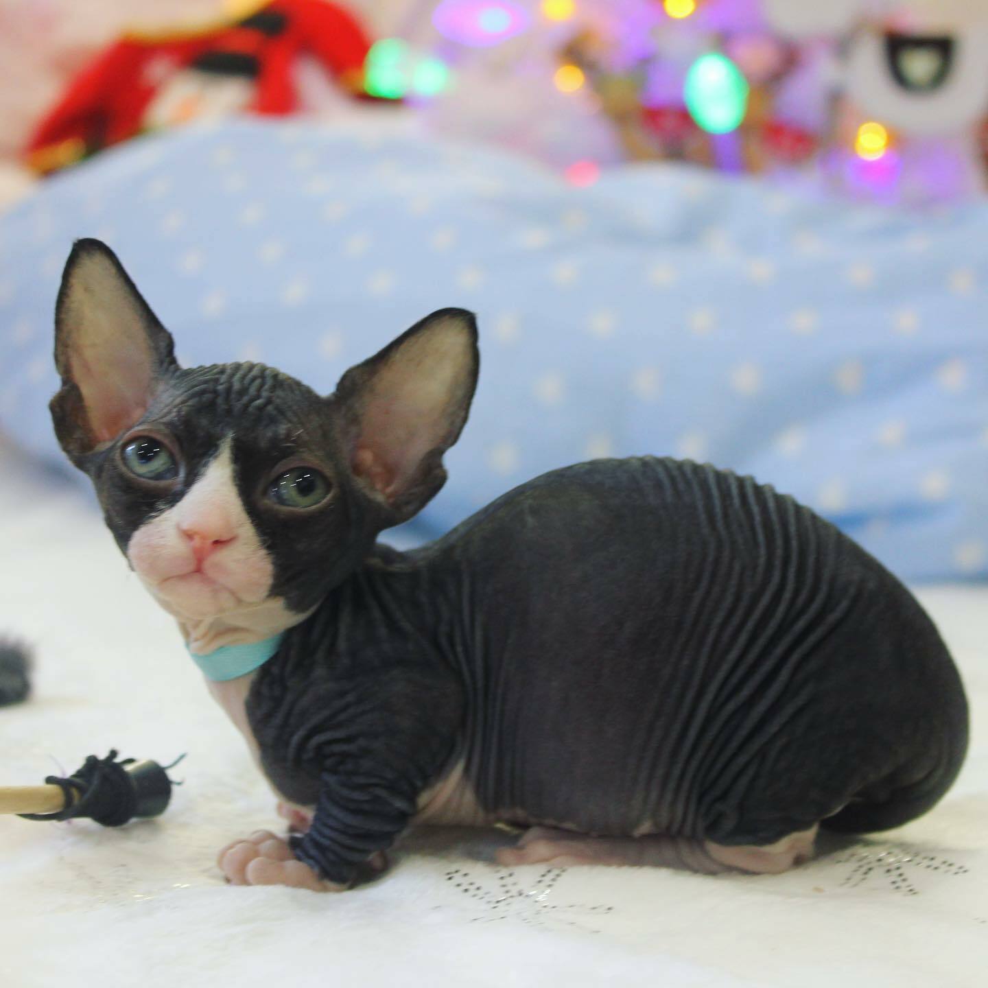Sphynx cat breeder USA